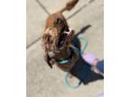 Adopt Petunia a Poodle, Irish Setter