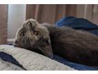 Adopt Snuggles a Domestic Short Hair