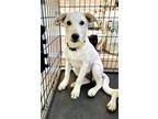 Adopt Sooki a Corgi, Australian Cattle Dog / Blue Heeler