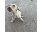 Adopt Mango a Yellow Labrador Retriever