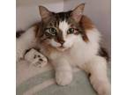 Adopt Benny a Domestic Medium Hair