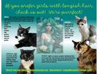 Adopt Longer Hair Kitties: Male and Female a Domestic Long Hair