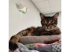 Adopt August a Domestic Medium Hair, Domestic Short Hair