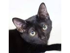 Adopt Ferris a Domestic Short Hair