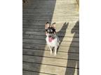 Adopt Burrito a Australian Cattle Dog / Blue Heeler, English Shepherd