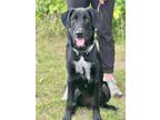 Adopt Ollie a Labrador Retriever, Terrier