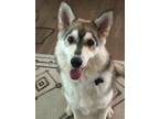 Adopt Captain Crunch a Husky