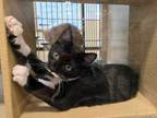 Adopt Pepperjack24 a Domestic Short Hair