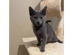 Adopt Pleakley a Domestic Short Hair