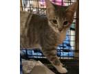 Adopt ALVIN a Domestic Short Hair