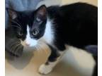 Adopt JASPER a Domestic Short Hair