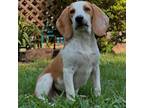 Adopt Tate a Beagle