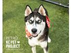 Adopt Petro a Siberian Husky, Mixed Breed