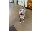 Adopt Louie a Pit Bull Terrier