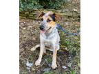 Adopt Walt a Cattle Dog, Hound