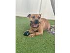 Adopt Audie a Pit Bull Terrier