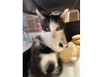 Adopt Kash a Domestic Short Hair