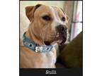 Adopt Sulli a Pit Bull Terrier