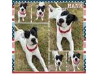 Adopt Hank CFS 240065855_2 a Pit Bull Terrier