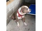 Adopt blaze a Pit Bull Terrier