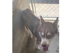 Adopt Zeus a Husky