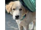 Adopt Bruce aka Cash a Golden Retriever, Mixed Breed