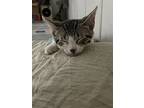 Willow, American Shorthair For Adoption In Olive Branch, Mississippi