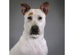 Adopt Tallie a Bull Terrier, Labrador Retriever