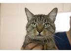 Adopt Lady a Domestic Short Hair, Tabby