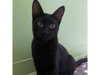 Adopt Gigi a Domestic Short Hair