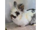 Adopt Roger Rabbit a Lionhead