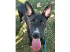 Adopt Melody (-) a Border Collie, Mixed Breed