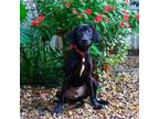 Adopt Farewell a Labrador Retriever