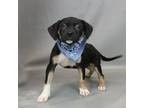 Adopt Gobbstopper a Mixed Breed