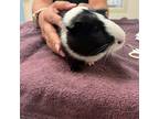 Adopt Mo a Guinea Pig