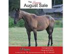 AQHA Blue Roan Gelding