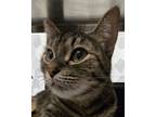 Adopt Karen a Domestic Short Hair