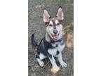 Adopt Raya a Siberian Husky