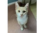 Adopt Parker a Domestic Short Hair