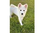 Adopt Dixie Lynne a American Eskimo Dog