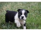 Boston Terrier Puppy for sale in Kirksville, MO, USA