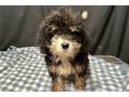 Mutt Puppy for sale in Wausau, WI, USA