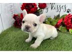 French Bulldog Puppy for sale in South Bend, IN, USA