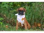 Boxer Puppy for sale in South Bend, IN, USA