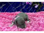 Italian Greyhound Puppy for sale in Little Rock, AR, USA