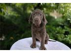 Labrador Retriever Puppy for sale in Fort Wayne, IN, USA