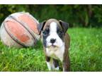 Boxer Puppy for sale in South Bend, IN, USA