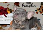 French Bulldog Puppy for sale in Kirksville, MO, USA