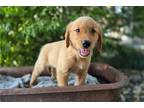 Golden Retriever Puppy for sale in Fort Wayne, IN, USA