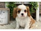 Cavalier King Charles Spaniel Puppy for sale in Fort Wayne, IN, USA